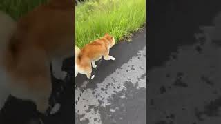 雨上がりの夕方散歩へ行く柴犬マメ