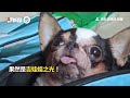 吉娃娃玩火龍果變身「膽小狗英雄」媽氣壞：早上還玩屎｜寵物動物｜狗狗｜搞笑｜精選影片