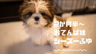 【生後2か月半～】シーズーふゆ、お家に慣れてくる【Shih-tzu fuyu gets used to the house】