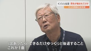 大分市の路上でイノシシ1頭が出没　散歩中の男性が手や足をかまれてけが　対応方法は