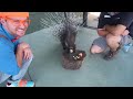 blippi visits a zoo phoenix zoo 1 hour best of blippi animal videos for kids blippi toys