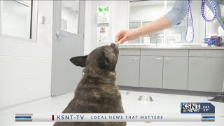Helping Hands Humane Society sees uptick in dogs entering shelter with heartworm