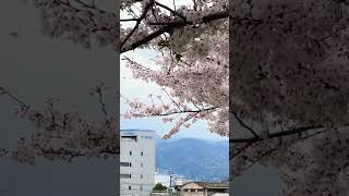 尼崎、園田の1番北の場所から桜吹雪　#shorts #飛行機　#桜 #さくら #cherry #blizzard #sakura