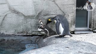 旭山動物園 キングペンギンヒナ55番が亜成鳥に！-ちょっと悪い仔