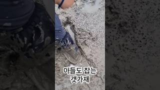 갯가재 잡기 마스터 아들 #금부자와윤씨 #탄도어촌체험마을 #갯벌체험 #탄도항