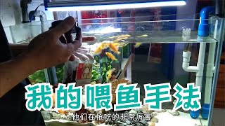 正確開啓觀賞魚喂食模式，有助于水質清澈，延長魚兒壽命