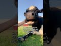 5 Signs A Cow Is Happy 🥹