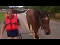 raw horse rescued from texas flood