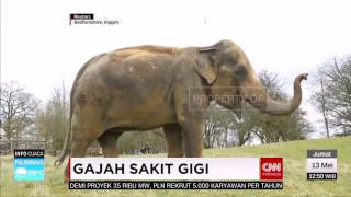 Gajah Cabut Gigi