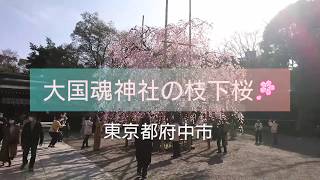 大国魂神社の枝下桜🌸