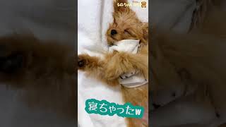 【チワプー】【へそ天】【癒し】眠さマックスで仰向け状態。耳も伸びちゃってます