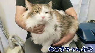 パパの膝の上、人気なんです♪　ねこずちゃんねる788 #猫 #ねこ #cat  #メインクーン  #巨猫