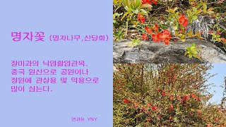 명자꽃 (명자나무,산당화)