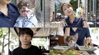 【代官山vlog】愛犬のチワワと過ごす休日