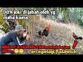 MIKAT AYAM HUTAN,gak nyangka di kabul kan nya do'a  joki yg sudah putus asa..