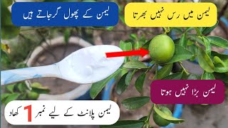 Best orgenic fertilizer for lemon plant | Lemon plant will not grow without this fertilizer.