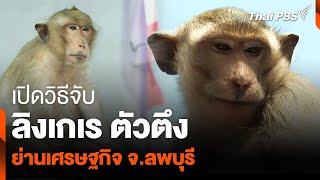 เปิดวิธีจับ “ลิงเกเร-ตัวตึง” ย่านเศรษฐกิจ จ.ลพบุรี | ข่าวค่ำมิติใหม่ | 25 มี.ค. 67