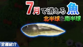 【あつ森】7月で消える魚を全て紹介！魚影や出現時間・条件・値段・釣り方のコツも徹底解説！オタマジャクシを効率よく釣る方法【あつまれどうぶつの森　7月魚図鑑コンプリート】