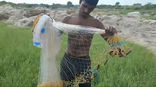 విసరు వల వేసే విధానం #how to use fishnet