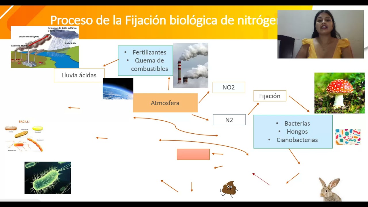 Proceso De La Fijación Biológica De Nitrógeno - YouTube