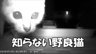 【野良猫】知らない野良猫ちゃんがご飯を食べに来ました【野良猫食堂】