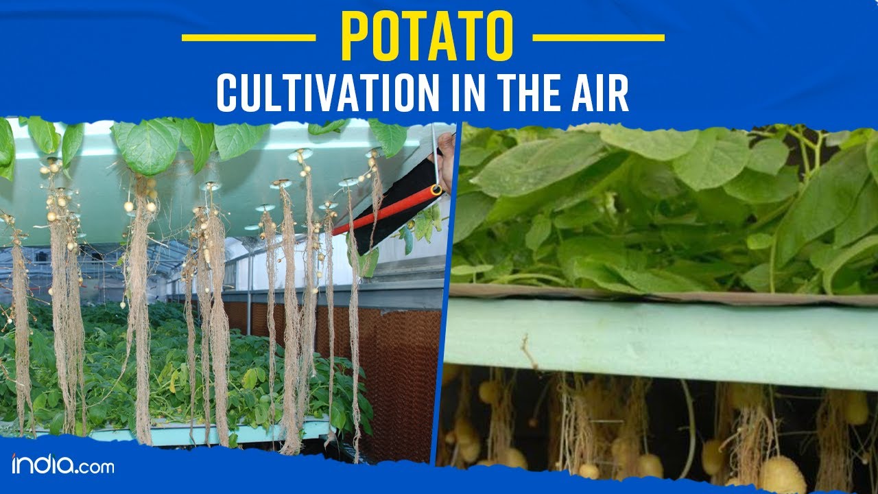 Explained: What Is Aeroponic Cultivation, Which Will Be Used To Grow ...