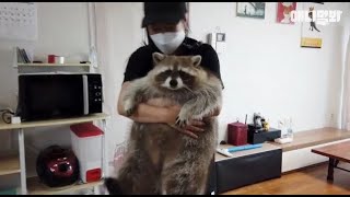 하.. 라쿤 한 마리가 귀여움 하나로 날 미치게 하네.. ㅣCuteness Overload Raccoon Footage *Healing Alert*