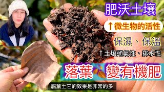 落葉不要丟！如何製作有機腐葉土堆肥！肥沃土壤、促進植物生長旺盛