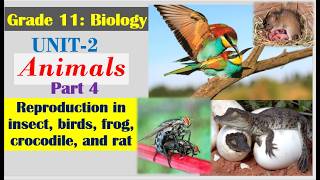 Grade 11 Biology Unit 2 (Part 4): Reproduction in insects, birds, Crocodiles, and Rat @yeshanehtube