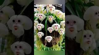 10 Most Beautiful Orchids/Types of Orchid/Varieties of Orchid