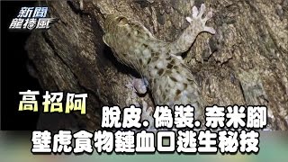 【脫皮、偽裝、奈米腳　壁虎食物鏈血口逃生秘技！】