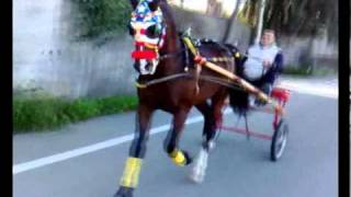 CAVALLO DA CORSA.