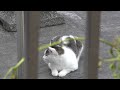 猫白血病のかつ緒　口内炎治療のための捕獲を試みる【後編】かつ緒の可愛さは見なければ分かりません