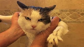 Funny animals - Funny cats / dogs - Funny animal videos / Best videos of November 2022