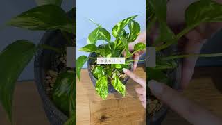 🍀冬に植物が弱ったら　水やりは控えよう🍀【☘Life with Houseplant】12-10