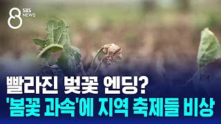 빨라진 벚꽃 엔딩? '봄꽃 과속'에 지역 축제들 잇단 비상 / SBS 8뉴스