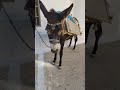 chat with a donkey santorini