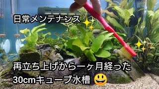 【アクア日和】30cmキューブ水槽 再立ち上げから１ヶ月😆 水換えメンテナンス💪