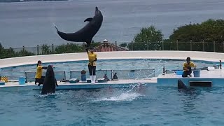 沖縄美ら海水族館のイルカショー（オキちゃん劇場）