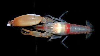 Pistol Shrimp (Nature Talk)