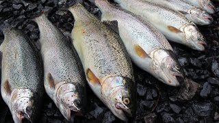 How to catch, clean and cook trout! Catching trout - How to fillet trout - Trout recipies