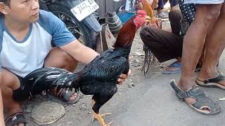 PASAR AYAM PART 2 | DAPAT AYAM MANGON 500 RIBU