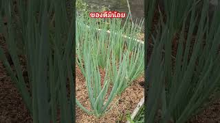 พันธุต้นหอมเลย #เกษตรพอเพียง #ปลูกผักกินเอง #garden #สวน #wow #หอมบั่วเลย #คนชอบปลูก #ความสุข #ผัก