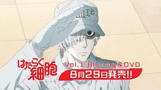 【公式】TVアニメ『はたらく細胞』Blu-ray\u0026DVD発売告知CM | Vol.1 8月29日発売!!