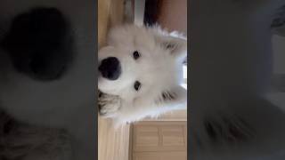 かわいいサモエドに猿期が！？ #サモエド #samoyed #子犬 #doglover #viral