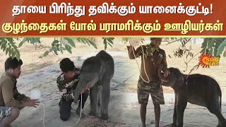 தாயை பிரிந்து தவிக்கும் யானைக்குட்டி! குழந்தைகள் போல் பராமரிக்கும் ஊழியர்கள்