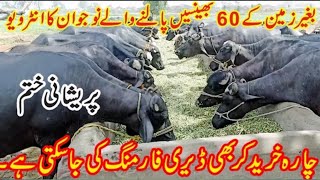 60 Buffalo farming in Pakistan Punjab||pure nili ravi Buffalo farm narowal||Buffalo farming