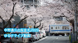 中野通りの桜並木 2020 [車載] [4K]