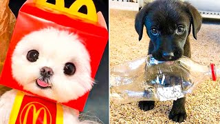 Tik Tok Chó Phốc Sóc Mini Mới Nhất #6 😍 Cute and Funny Pomeranian 2024