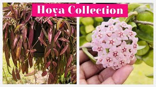 Hoya Collection || Spring 2023